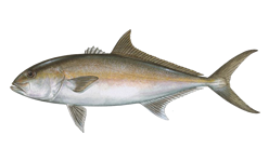 Amberjack