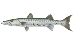 Barracuda