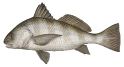Black Drum