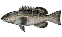 Grouper