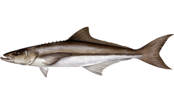 Cobia