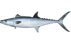 King Mackerel