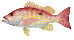 Lane Snapper
