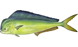 Mahi