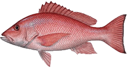 Red Snapper