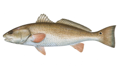 Redfish