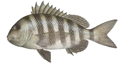 Sheepshead