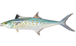 Spanish Mackerel