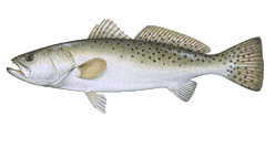Speckled Trout