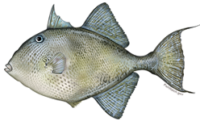 Trigger Fish