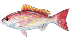 Vermillion Snapper